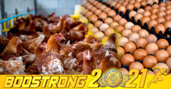 នាយកដ្ឋានបសុសត្វថៃ ប្រាប់ឱ្យប្រជាជនកុំភ័យស្លន់ស្លោរពីកង្វះខាតស៊ុត ខណៈកសិដ្ឋានទូទាំងប្រទេសនឹងពង្រីកការផ្គត់ផ្គង់ស៊ុតជាង ៤០លានគ្រាប់ក្នុងមួយថ្ងៃ