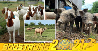 ក្រសួងបរិស្ថានបានប្រែក្លាយជីវភាពរបស់ប្រជាសហគមន៍ពីការបរបាញ់សត្វព្រៃ មកជាការចិញ្ចឹមសត្វជំនួសវិញ