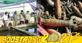 ក្រសួងកសិកម្ម ជំរុញដល់ម្ចាស់កសិដ្ឋានចិញ្ចឹមបង្កងទឹកសាបអូស្រ្តាលី ពង្រីកការចិញ្ចឹមបន្ថែម ដើម្បីធានាបរិមាណផ្គត់ផ្គង់ឲ្យទីផ្សារនាពេលបច្ចុប្បន្ន