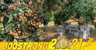 ក្រសួងកសិកម្ម ណែនាំឱ្យបង្វែរទីផ្សារនាំចេញមៀនប៉ៃលិនពីប្រទេសថៃ ទៅប្រទេសវៀតណាមវិញ