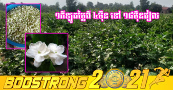 ផ្កាម្លិះលា កំពុងមានទីផ្សារល្អ ខណៈបច្ចុប្បន្នមិនទាន់អ្នកដាំដុះច្រើននៅឡើយ ភាគច្រើននាំចូលពីប្រទេសជិតខាង