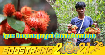 សាវម៉ាវព្រៃ ភ្ញៀវទេសចរចាប់ផ្តើមស្គាល់ និងបានបរិភោគកាន់តែច្រើនជាងមុន ដែលនឹងអាចធ្វើឱ្យប្រជាពលរដ្ឋបេះផ្លែឈើប្រភេទនេះ ទៅលក់នៅទីផ្សារបាន