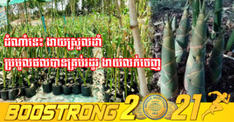 កសិករនៅក្នុងខេត្តមួយ ជោគជ័យលើការដាំដំណាំឫស្សីទំពាំងផ្អែម ដែលកំពុងមានត្រូវការខ្ពស់