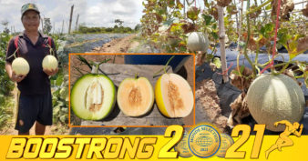 គួរឱ្យសរសើរ! ផ្តើមចេញពីមុខរបរស៊ីឈ្នួលដាំត្រសក់ឱ្យគេ ឃើញគេដាំបានទិន្នផលខ្ពស់ សម្រេចចិត្តដាំខ្លួនឯងមានអីជោគជ័យបានផលគាប់ប្រសើរ លក់ទៅកាន់ទីផ្សារ