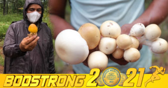 មិនធម្មតា! ផ្សិតធម្មជាតិជាច្រើនប្រភេទ កំពុងផ្ដល់ចំណូលពី ១០ ទៅ១៥ លានរៀល ដល់ប្រជាពលរដ្ឋនៅស្រុកបន្ទាយស្រី