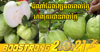 ដំណាំត្របែកគីមជូ កំពុងមានតម្រូវការទីផ្សារខ្លាំង ឈ្មួញចុះទិញដល់ចម្ការផ្ទាល់ៗតែម្ដង