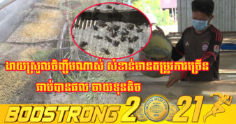 របរកំពុងត្រូវប៉ាន់! ប្រជាពលរដ្ឋក្នុងភូមិមួយ ចាប់យកអាជីពចិញ្ចឹមចង្រិតដែក ព្រោះមានទីផ្សារច្រើន ផ្គត់ផ្គង់មិនចង់គ្រប់គ្រាន់តាមតម្រូវការ