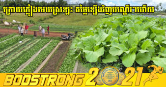 កូវីដថយចុះ ជួយឱ្យបន្លែសុវត្ថិភាព និងបន្លែសរីរាង្គ របស់ខេត្តព្រៃវែង ឡើងថ្លៃវិញខ្លះៗហើយ ក្រោយជួបបញ្ហាទីផ្សារ