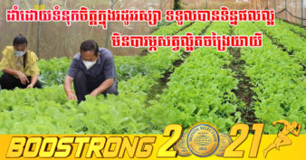 កសិករខេត្តត្បូងឃ្មុំ ជោគជ័យលើការដាំបន្លែក្នុងផ្ទះសំណាញ់ ហើយអាចរកចំណូលបានក្រែលពីរបរនេះ