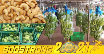 ដំណាំកសិកម្មរបស់កម្ពុជា ៣មុខ នាំចេញទៅចិនកើនឡើងគួរឱ្យកត់សម្គាល់ ក្នុងពេល ៨ខែមកនេះ