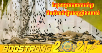 មិនធម្មតា! កូនខ្មែរ ១រូប បង្កាត់ពូជរុយក្នុងស្រុកដោយខ្លួនឯង ចិញ្ចឹមយកពងដង្កូវលក់បានតម្លៃ ៨០០ដុល្លារ ទៅ ១០០០ដុល្លារក្នុង ១គីឡូក្រាម