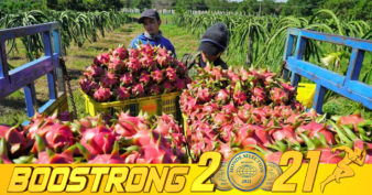 ផ្លែស្រកានាគរបស់វៀតណាម និងកសិករដាំដុះដំណាំនេះ កំពុងជួបទុក្ខធំក្នុងរដូវប្រមូលផល ដោយសារជំងឺរាតត្បាត