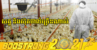 កសិករវៀតណាមកំពុងជួបទុក្ខធំ ខណៈ មាន់ ទា ពពែ រាប់លានក្បាល និងស៊ុតរាប់លានគ្រាប់ចាល់លក់មិនចេញ