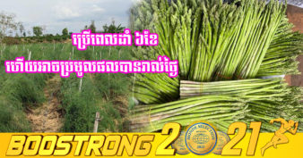 ដំណាំទំពាំងបារាំងសរីរាង្គមណ្ឌលគិរី កំពុងត្រូវប៉ាន់ខ្លាំង ឯតម្លៃវិញក៏លក់បានថ្លៃរហូតដល់ ១៦,០០០រៀល ក្នុង១គីឡូ