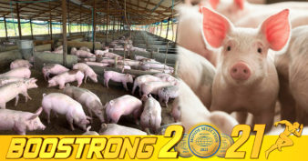 ក្រសួងកសិកម្ម កំពុងពិនិត្យនិងពិភាក្សារកដំណោះស្រាយបន្ថែមទៀតអំពី បញ្ហាតម្លៃជ្រូករស់ដែលនៅតែបន្តធ្លាក់ថ្លៃ