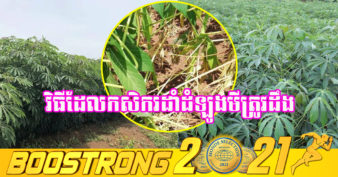 ជំងឺម៉ូសាអ៉ិកលើដំណាំដំឡូងមី គ្មានថ្នាំកសិកម្មអាចព្យាបាលបានទេ តែកសិករអាចបង្ការ និងទប់ស្កាត់បានតាមវិធីនេះ