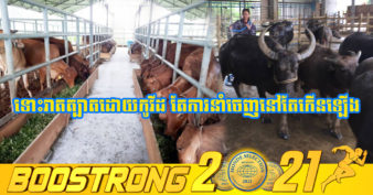 ឡាវ កំពុងត្រូវប៉ាន់ខ្លាំងក្នុងការនាំចេញគោ ក្របី ទៅចិន និងវៀតណាម ហើយឆ្នាំនេះអាចរកចំណូលបានជាង ២០០លានដុល្លារ