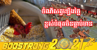 កសិករចិញ្ចឹមសត្វថៃ ស្រែករកជំនួយ ខណៈតម្លៃចំណីសត្វឡើងថៃពី ២០ ទៅ ៣០%