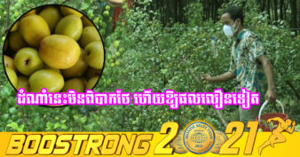 កសិករម្នាក់នៅខេត្តព្រៃវែង ឃើញគេដាំពុទ្រាបានផលល្អក៏សាកដាំតាម  ឥលូវមានការគាំទ្រច្រើន និងលក់បានតម្លៃថ្លៃគួរសម