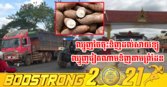 កសិករជាប់ព្រំដែន ញញឹមបិទមាត់មិនជិត ខណៈការប្រមូលផលដំឡូងមីដើមដៃនេះមានតម្លៃថ្លៃ