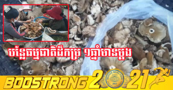 ផ្សិតកម្រ ១ប្រភេទ កំពុងបង្កើតចំណូលសម្រាប់ដោះស្រាយជីវភាពប្រចាំថ្ងៃរបស់កសិករនៅខេត្តស្ទឹងត្រែង