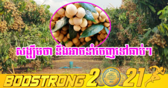 គម្រោងនាំមៀនប៉ៃលិនទៅចិន ចរចាដល់ដំណាក់កាលនេះហើយ ដែលនឹងអាចនាំចេញឆាប់ៗនេះ