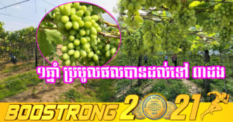 ខិតខំអស់ ៧ឆ្នាំ ទីបំផុតចម្ការទំពាំងបាយជូរមួយកន្លែងនៅខេត្តកំពង់ស្ពឺ ជោគជ័យលើការដាំទំពាំងបាយជូរ ហើយទាញបានភ្ញៀវទេសចរឱ្យចូលលេងកម្សាន្តជាហូរហែទៀត