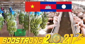 ក្រុមហ៊ុនវៀតណាមដ៏ធំមួយ នឹងផ្ដោតលើការចិញ្ចឹមជ្រូក និងចេកក្នុងប្រទេសវៀតណាម ឡាវ និងកម្ពុជាសម្រាប់ការនាំចេញ