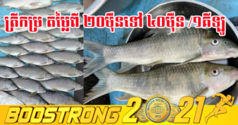 ត្រីកម្រ ១ប្រភេទនៅខេត្តស្ទឹងត្រែង មានតម្លៃដល់ទៅ ៤០ ម៉ឺនរៀល ក្នុង១គីឡូក្រាមនៅឆ្នាំនេះ ថ្លៃជាងឆ្នាំមុនៗ