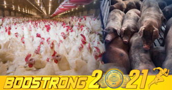 ប្រធានសមាគមន៍ចិញ្ចឹមមាន់ថៃ៖ « បើជ្រូកឡើងថ្លៃ ប្ដូរមកបរិភោគសាច់មាន់វិញ បានជួយដោះស្រាយបញ្ហាឡើងថ្លៃហើយ ជួយដល់កសិករចិញ្ចឹមមាន់ទៀត»