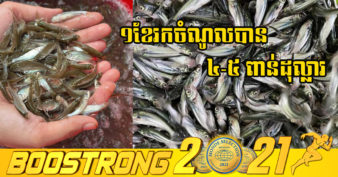 ចេះប្រាកដប្រាក់រត់តាមហៅ! ប្រជាកសិករខេត្តត្បូងឃ្មុំ ចិញ្ចឹមត្រី១ប្រភេទនេះ អាចរកចំណូលបាន៤០០០ដុល្លារក្នុងមួយខែ