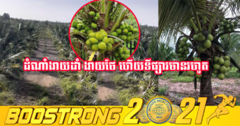 កសិកម្មផ្នែកដាំដុះដូងក្រអូបនៅកម្ពុជា កាន់តែមានសន្ទុះកើនឡើង និងកំពុងមានទីផ្សារខ្ពស់