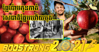 ផ្លែប៉ោមរសជាតិផ្អែមហើយមុតឈ្មោះថា Royal Gala ល្បីល្បាញពេញទីផ្សារសាកលផ្ដើមចេញពីចំការមួយនៅនូវែលសេឡង់