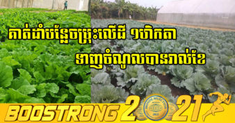 ដាំតែបន្លែ កសិករខេត្តព្រះវិហារអាចរកចំណូលបាន ២៥០០ដុល្លារក្នុង ១ខែ ជួយឱ្យជីវភាពគ្រួសារល្អប្រសើរឡើង