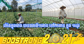 ចំណេញគ្រប់រដូវ! កសិករនៅបន្ទាយមានជ័យ ដាំបន្លែសរីរាង្គលើដី ១០x២០ម៉ែត្រ​ រកចំណូលបានរាល់ខែ
