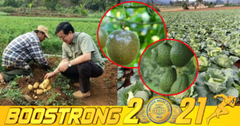 ខេត្តមណ្ឌលគិរី កំពុងមានទីផ្សារល្អលើការដាំដុះដំណាំដំឡូងបារាំង, ស្ពៃក្តោប ផ្លែប័រ និងក្រូចផាសិន