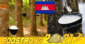 ប្រសើរណាស់! ខែដំបូងឆ្នាំ២០២២ កម្ពុជាទទួលចំណូលបានជាង ៥៤លានដុល្លារ ពីការនាំចេញជ័រកៅស៊ូនិងឈើកៅស៊ូ