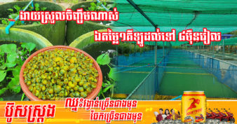 ម្ចាស់កសិដ្ឋានចិញ្ចឹមខ្យង ១កន្លែង ណែនាំពីខ្យងមួយប្រភេទ ងាយស្រួលចិញ្ចឹមហើយមានតម្លៃថ្លៃនៅលើទីផ្សារ