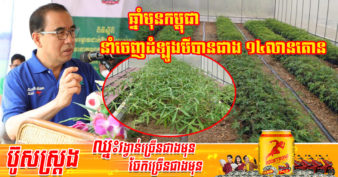 រដ្ឋមន្ត្រីក្រសួងកសិកម្ម លើកទឹកចិត្តដល់កសិករឱ្យបង្កើនការដាំដំឡូងមីដោយប្រើប្រាស់ពូជថ្មី ១ប្រភេទនេះ ដើម្បីបង្កើនការនាំចេញ