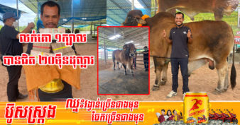 កសិករថៃម្នាក់ ញញឹមបិទមាត់មិនជិត ក្រោយលក់គោបារ ១ក្បាលបានតម្លៃជិត ២សែនដុល្លារ ជិតស្មើឡាន ៥៧០ មួយគ្រឿង