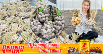 មានដីកុំទុកចោល មកដាំដំណាំខ្ទឹមសសុវត្ថិភាព ខណៈកសិករខេត្តមណ្ឌលគិរីនាំគ្នាដាំដំណាំនេះ ព្រោះមានទីផ្សារល្អ លក់បានថ្លៃ