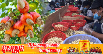ការនាំចេញគ្រាប់ស្វាយចន្ទីពីកម្ពុជាទៅវៀតណាម ធ្លាក់ចុះជាង ៤០% ដោយសារបញ្ហាអាកាសធាតុ