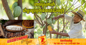 កសិករខេត្ដសៀមរាប កំពុងពេញនិយមដាំដុះកាកាវ ព្រោះជាដំណាំថ្មី ងាយដាំងាយថែឱ្យផលបានច្រើន ហើយមានទីផ្សារល្អ