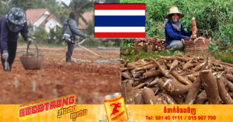 កសិករថៃត្រូវប៉ាន់ ខណៈការនាំចេញដំឡូងមីកើនឡើង ដោយសារបញ្ហារុស្ស៊ី និងអ៊ុយក្រែន​រំខាន​ដល់​ការ​ផ្គត់ផ្គង់​គ្រាប់​ធញ្ញជាតិ