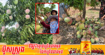 កសិករខេត្តកំពង់ចាមជោគជ័យ លើការដាំស្វាយ ១ប្រភេទសម្រាប់ផ្គត់ផ្គង់ទីផ្សារ ដែលងាយស្រួលដាំ និងលក់បានថ្លៃ