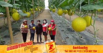 កសិករនៅខេត្ត Phitsanulok ប្រទេសថៃ នាំគ្នាងាកមកដាំផ្លែត្រសក់ស្រូវពូជសាច់លឿង ដោយសារទទួលបានចំណូលខ្ពស់