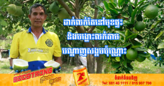 កសិករម្នាក់នៅខេត្តសៀមរាប ដាំក្រូចពោធិ៍សាត់ ២០០ដើម រកចំណូលបានចន្លោះពី ១ពាន់ទៅ ២ពាន់ដុល្លារក្នុងរដូវប្រមូលផល