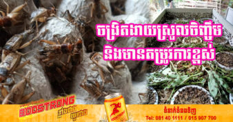 មិនធម្មតាទេ! រៀនចិញ្ចឹមចង្រិតតែតាមយូធូបសោះ ធ្វើឱ្យកសិករខ្មែរម្នាក់អាចរកចំណូលបានក្រែលពីការលក់ចង្រិតពី ១០០គីឡូ ទៅ ១តោនក្នុងមួយថ្ងៃ