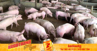 ជាងកន្លះឆ្នាំមកនេះ កម្ពុជាអាចមានលទ្ធភាពផលិតនិងផ្គត់ផ្គង់ជ្រូក បំពេញតម្រូវការក្នុងស្រុកបានគ្រប់គ្រាន់ ដោយមិនបាច់ មានការនាំចូលពីប្រទេសជិតខាង