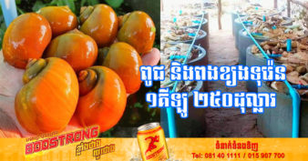 ម្ចាស់កសិកដ្ឋានមួយកន្លែងនៅមណ្ឌលគិរី យកពូជខ្យងទុរ៉េនពីជប៉ុន​មកបង្កាត់លក់ កំពុងត្រូវប៉ាន់ខ្លាំង លក់តែសាច់ ១គីឡូបាន ១០០ដុល្លារ